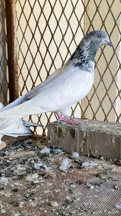 حمام بكستاني للبيع index