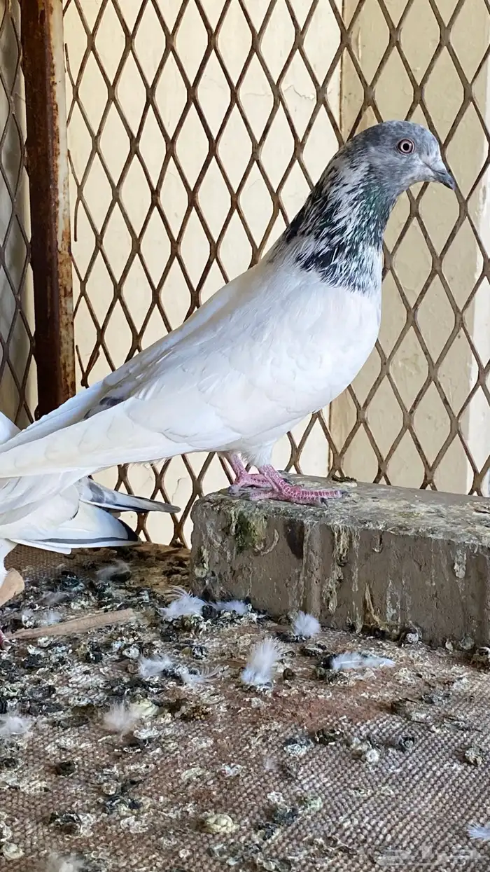 حمام بكستاني للبيع 2