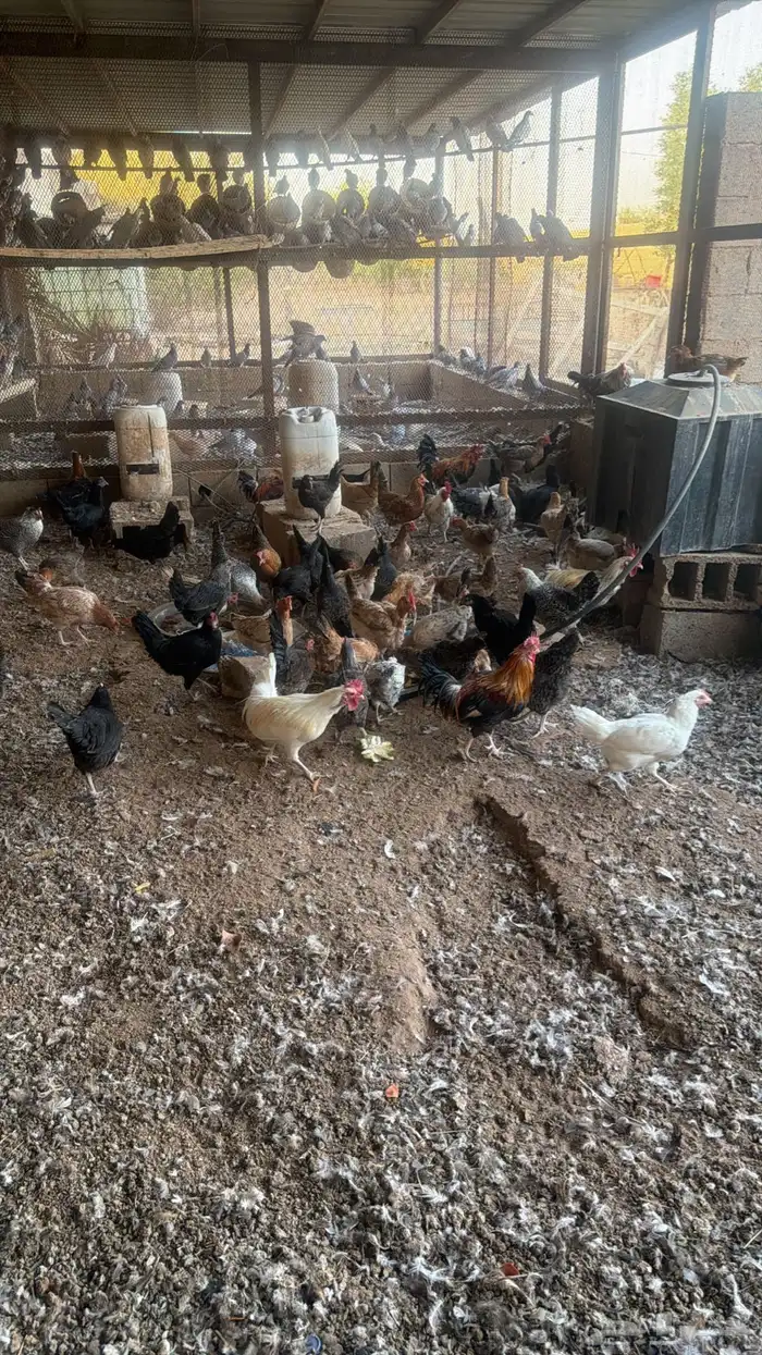 دجاج بلدي بياض للبيع 2