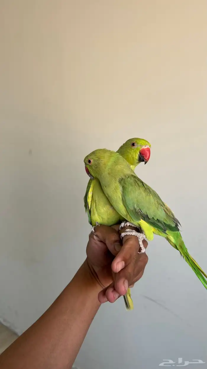 بغبغاء ثنين الدره الفين 700 حد والصامل ماني مختلف وياه 0