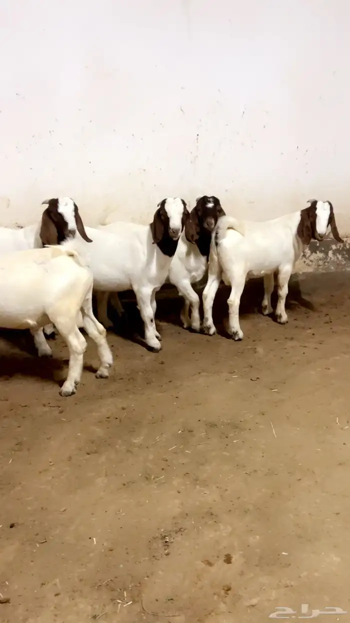 مشاريع فحول بورقوت 4