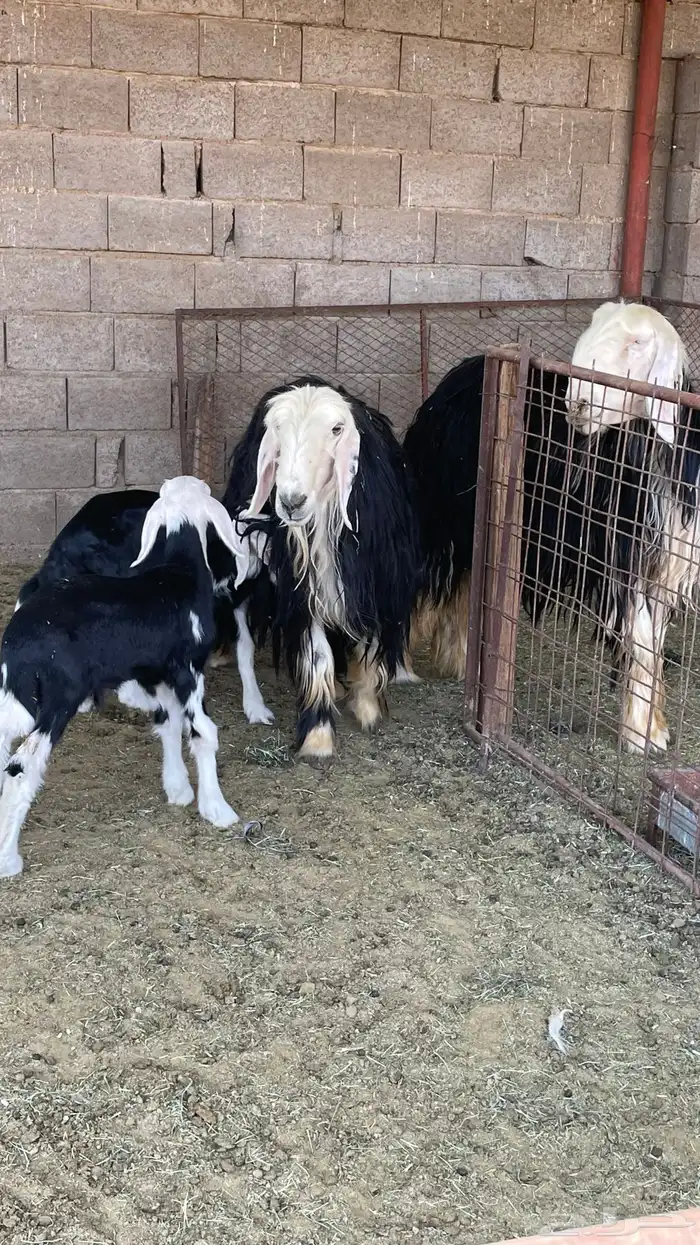 مراح نجد صنف 1