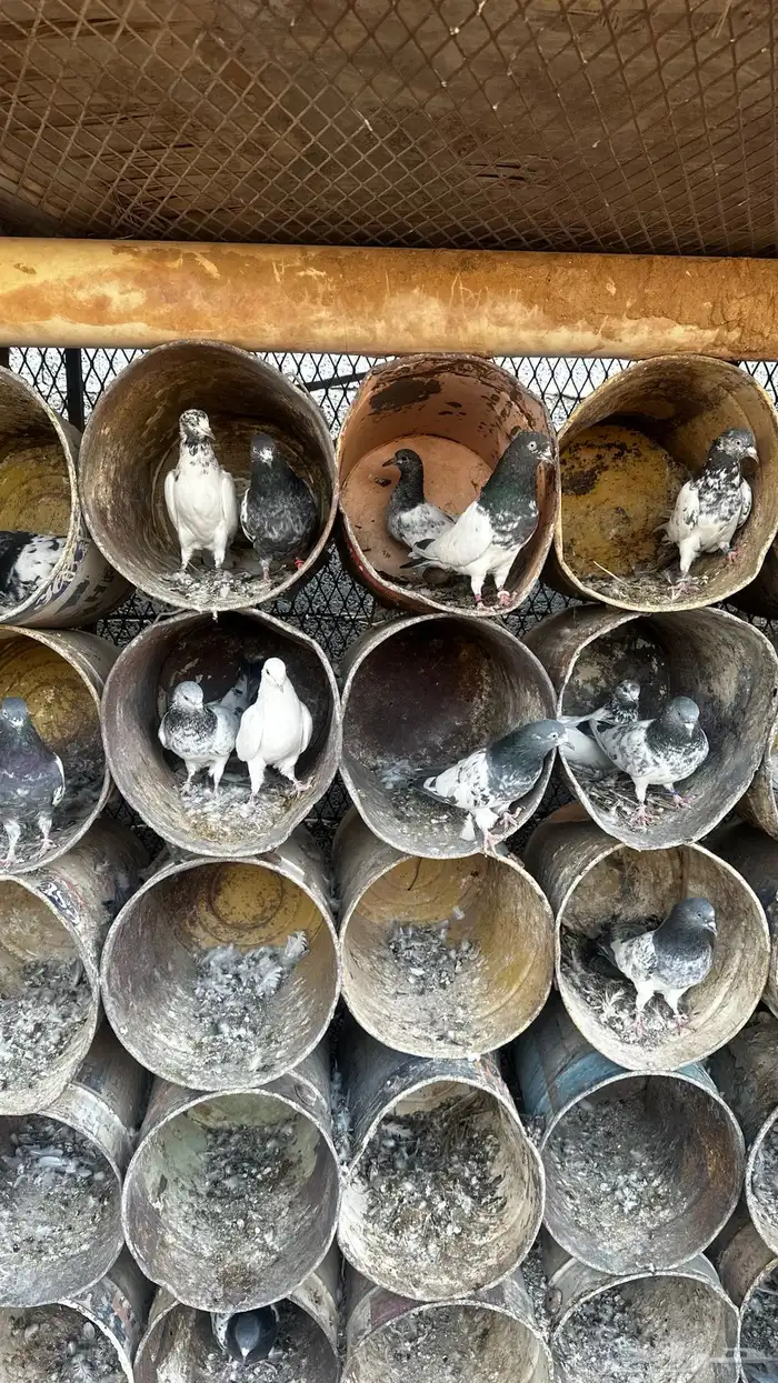 حمام باكستاني قوية واغلبها محجله من حمام الدبل 1