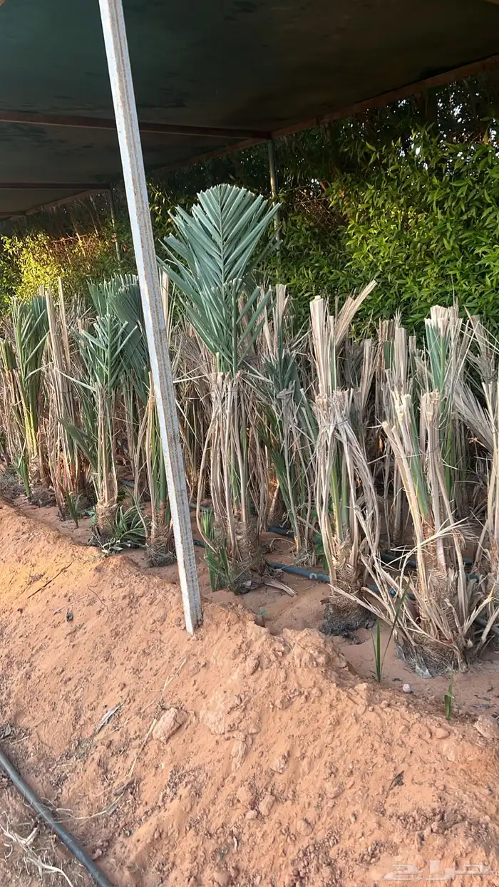 شقراء جميع أنواع النخيل والحين والزيتون وأشجار السدر 7