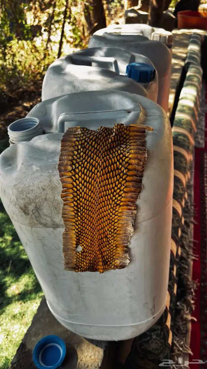 جلد حنش الكوبرا يوجد 2 منه 0