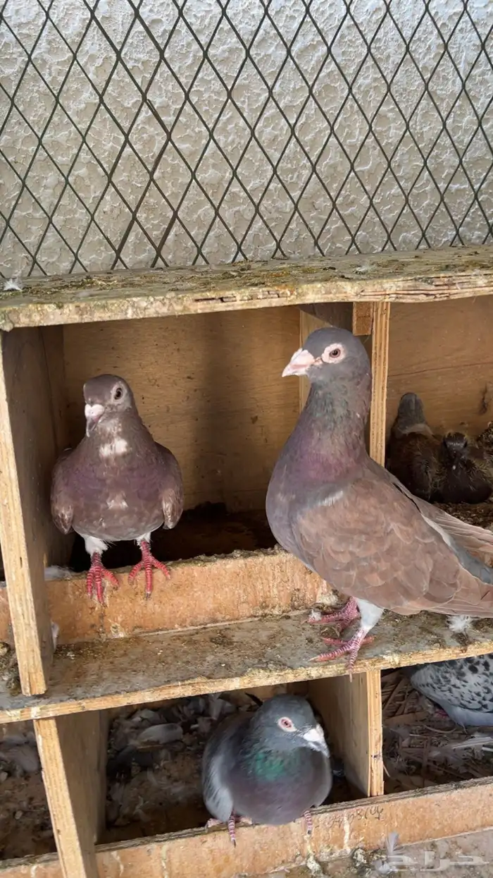 جوز زاجل احمر 0