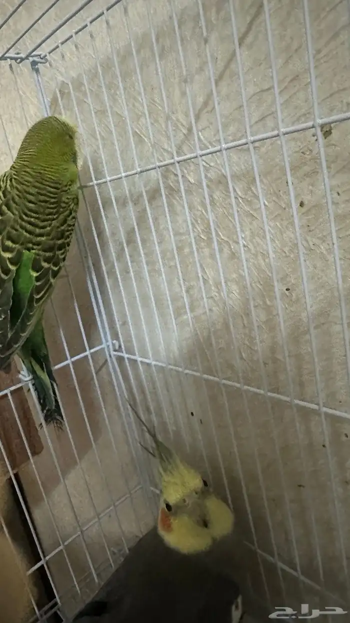 طيور كروان وروز للبيع مع القفص 6