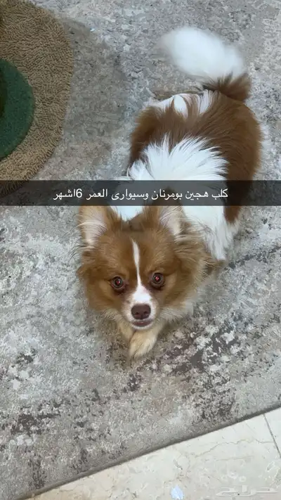 كلب هجين شيواوا وبومرنان 0