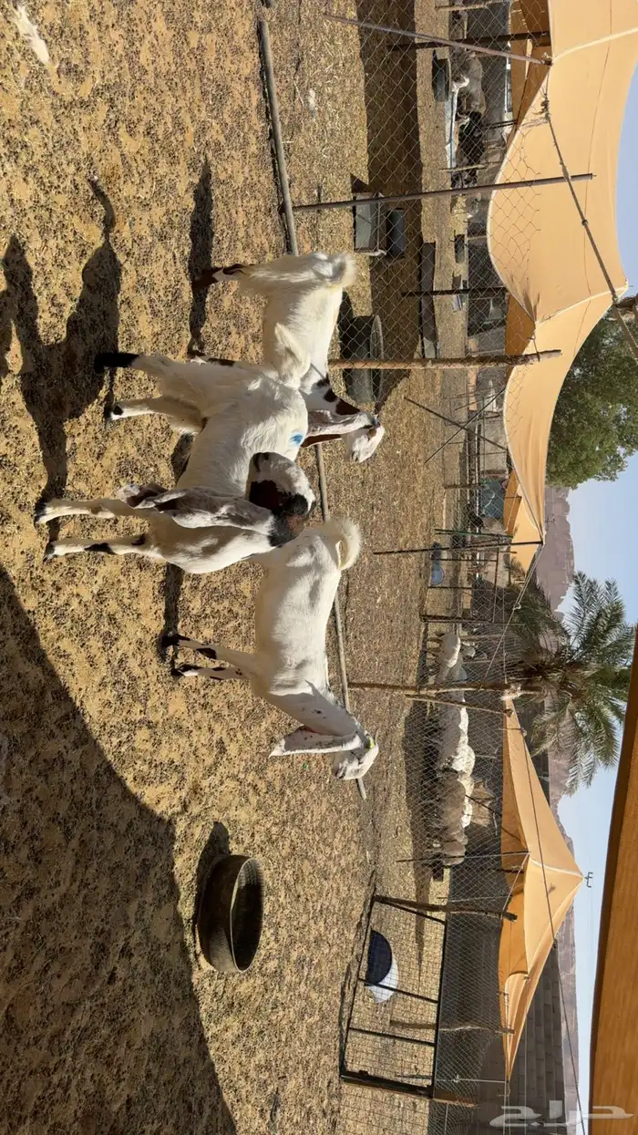 جفرات ثنايا 0