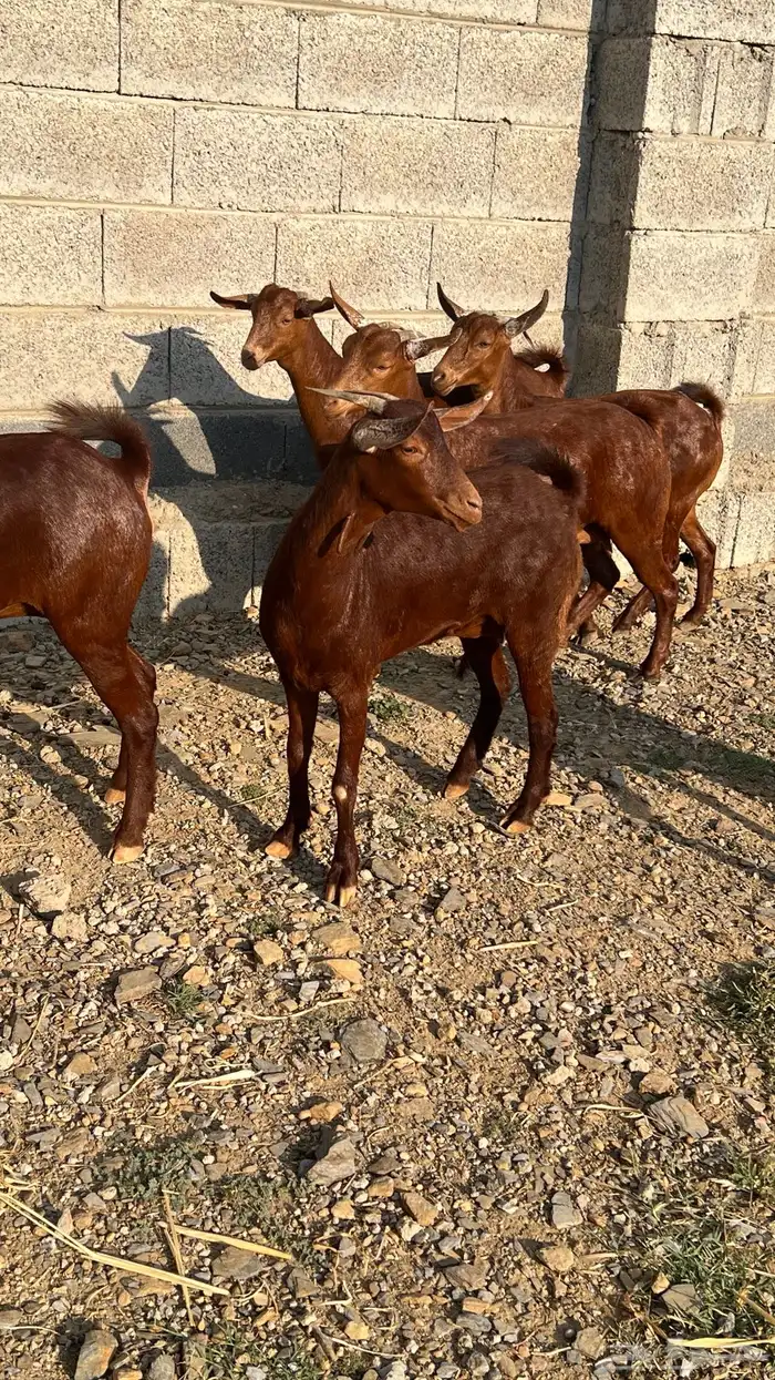 معزا دهم دبس ( تم البيع ) 4