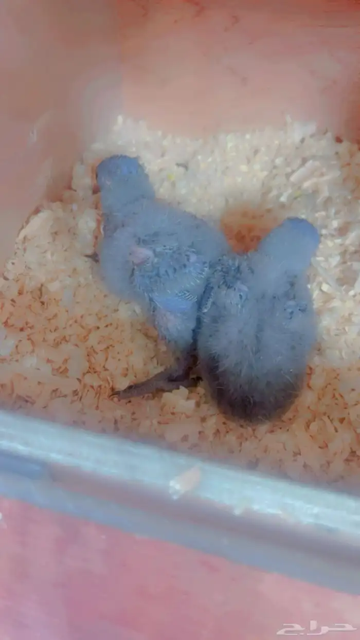 فروخ لوري رمبو 1