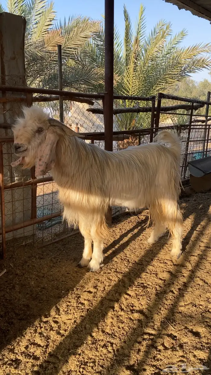 تيس فحل للبيع 1