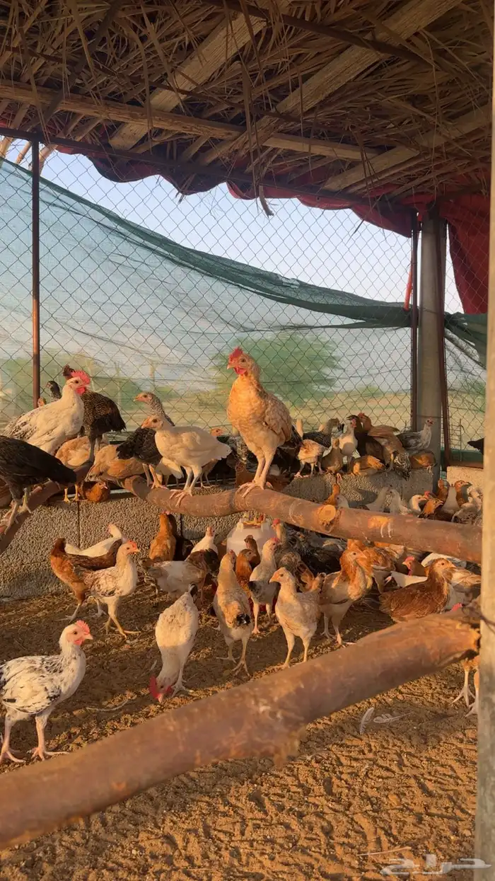 دجاج للبيع 0