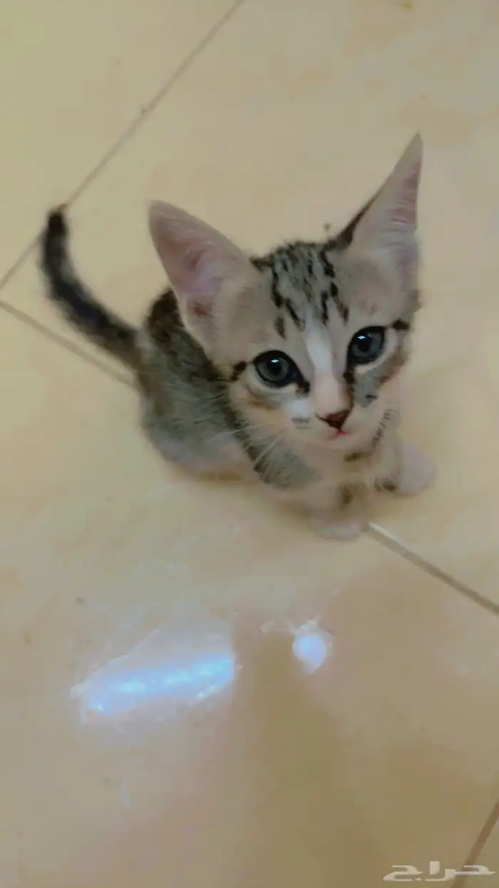 قطط للتبني 2