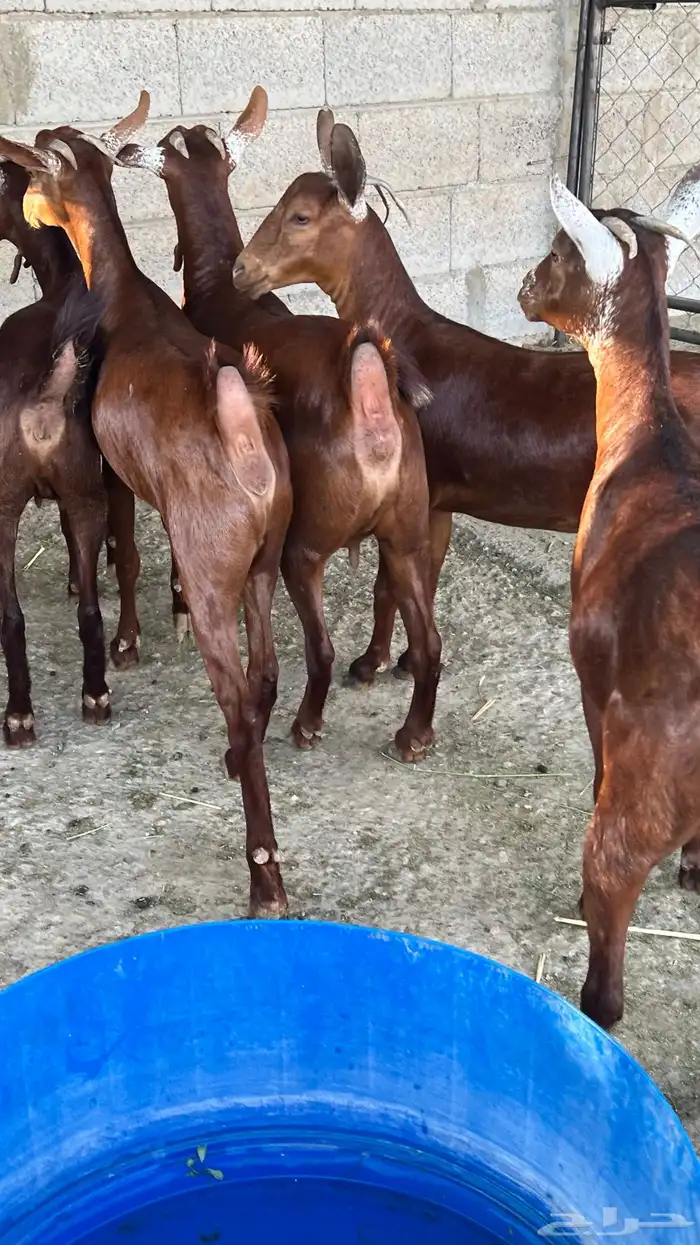 معزا دهم دبس ( تم البيع ) 8