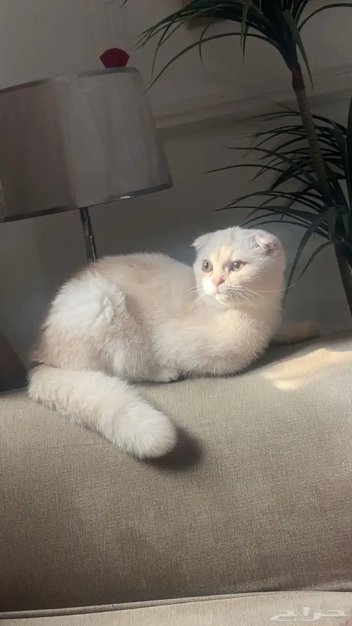 سكوتش فولد 2