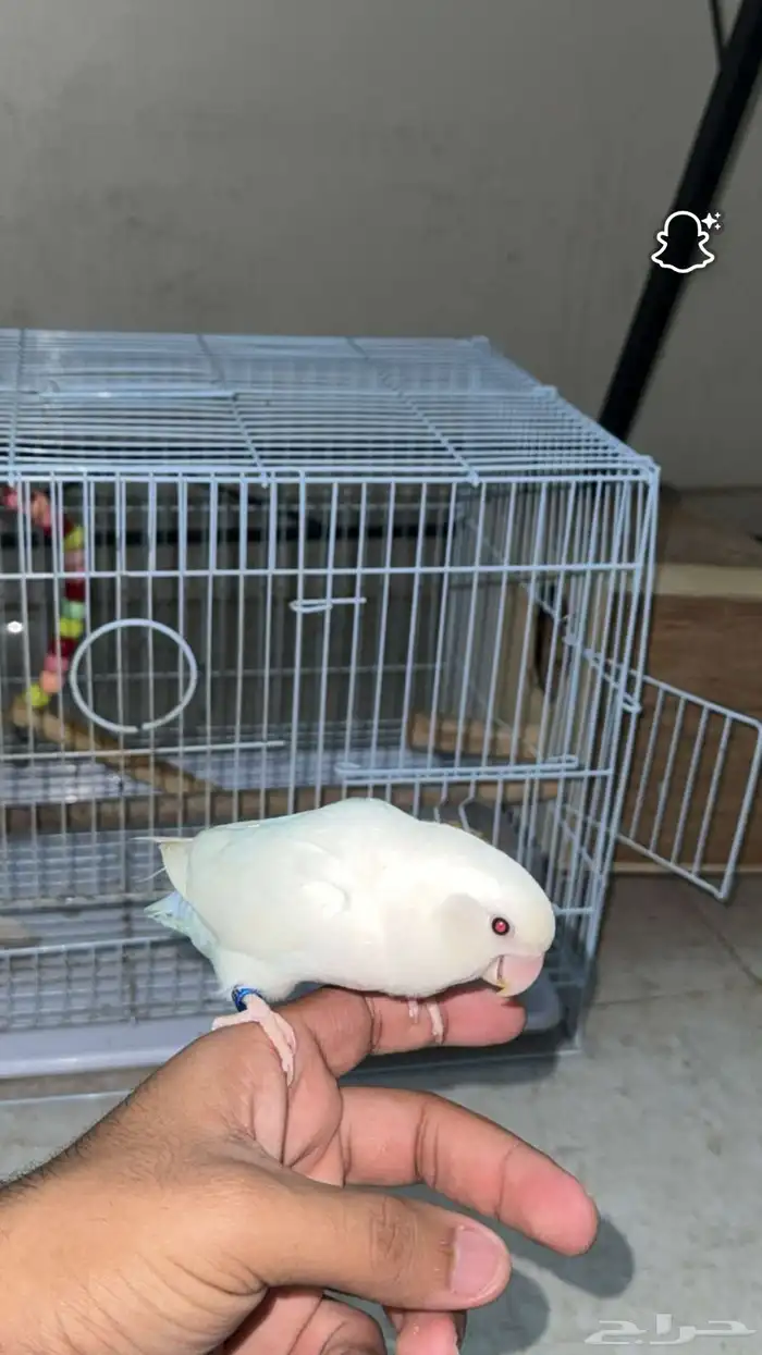 زوج روز اليف ومنتج 2