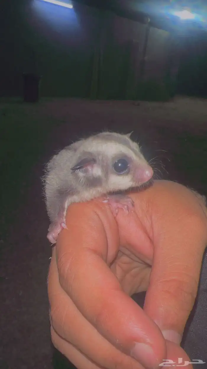 فروخ سنجاب شوقر القلايد العدد 2 6