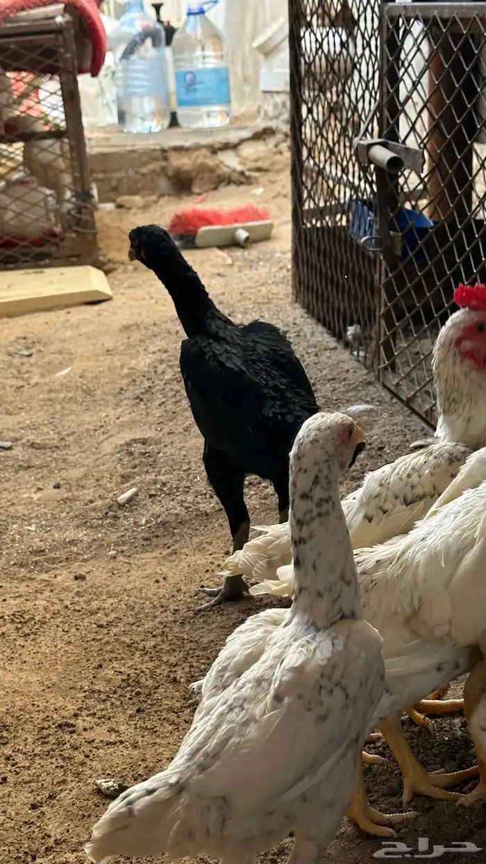 كوشامو القزم 7