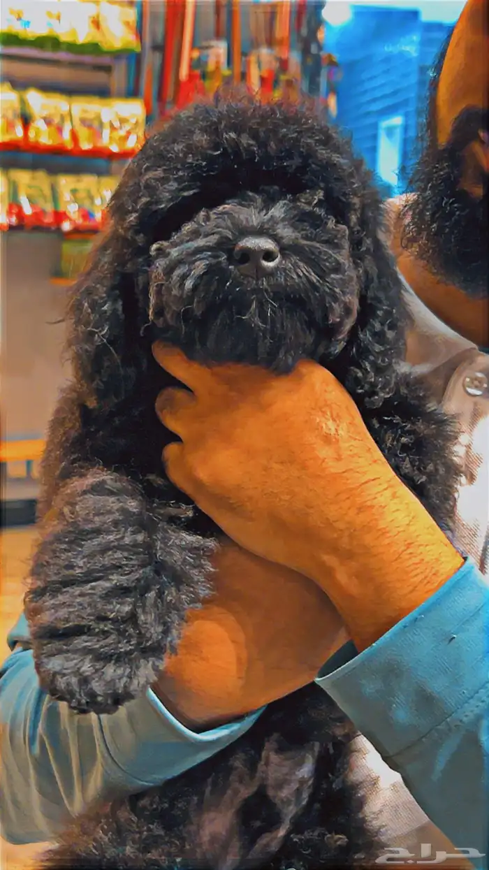 للبيع جرو بيور توي بودل مستوى عالي لون ملكي 4