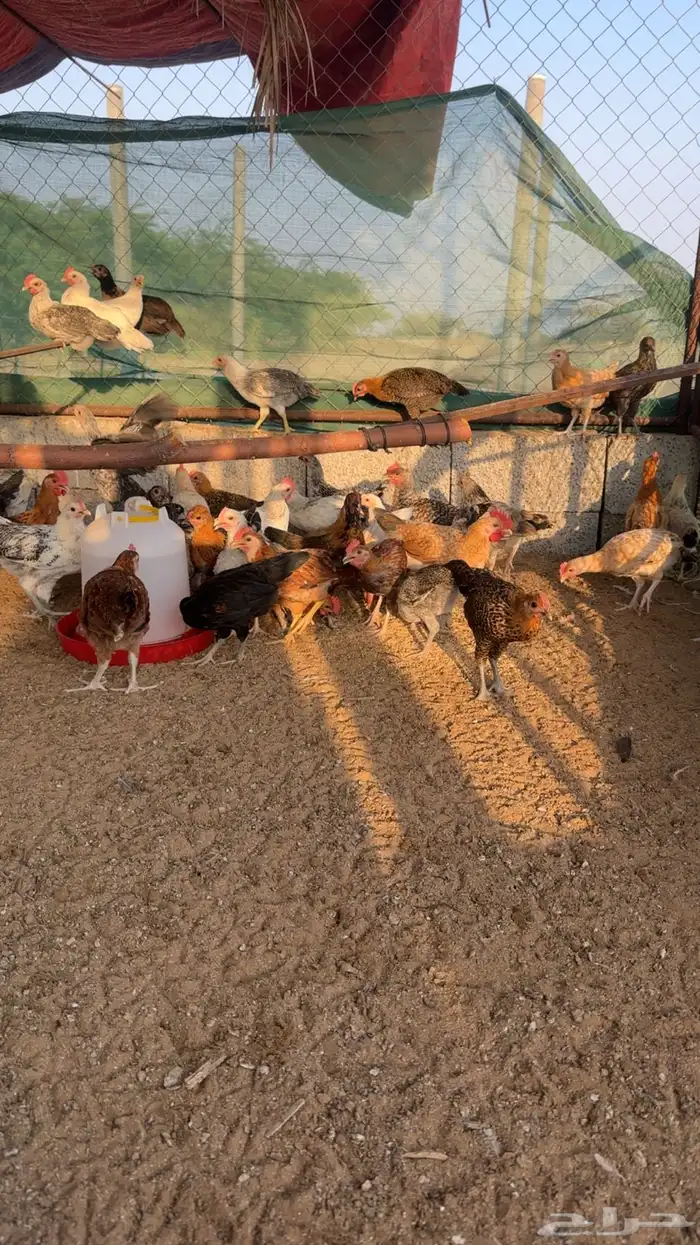 دجاج للبيع 2