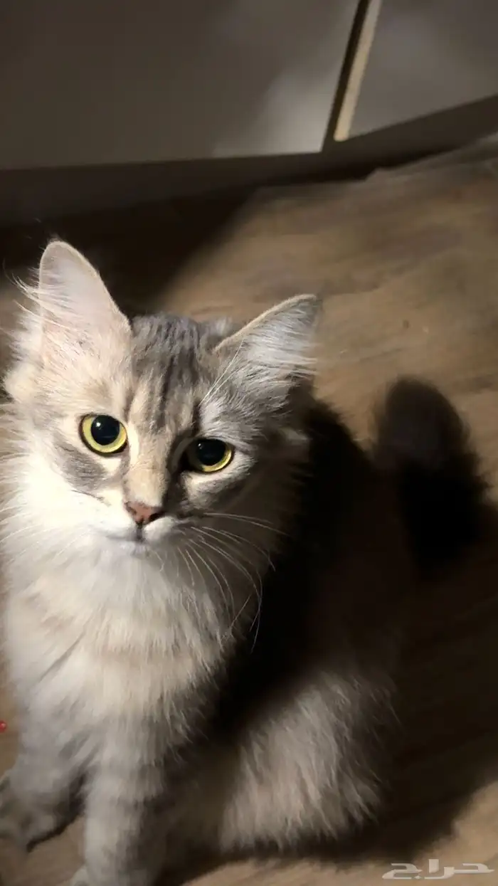 انثى للتبني عمرها سنة 0