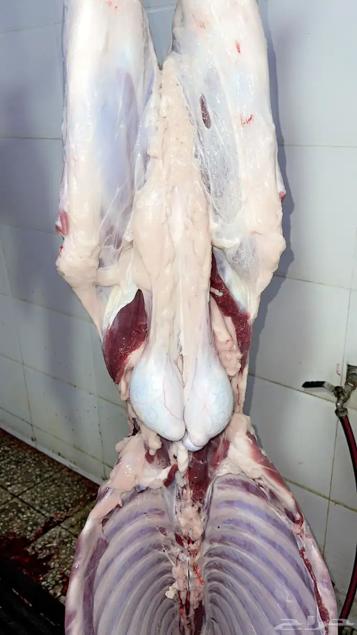 طليان حري وتيوس محايلي وسواكني 11