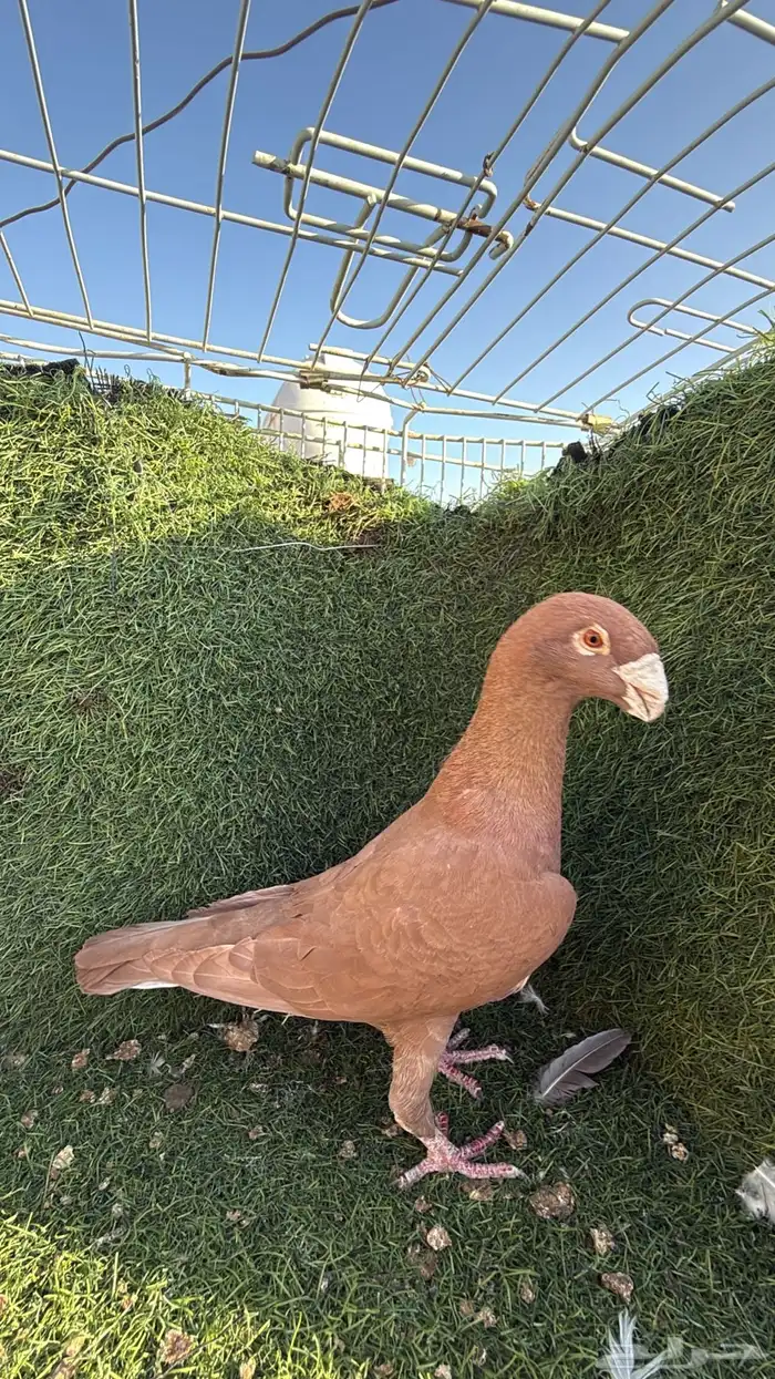 حمام للبيع 0