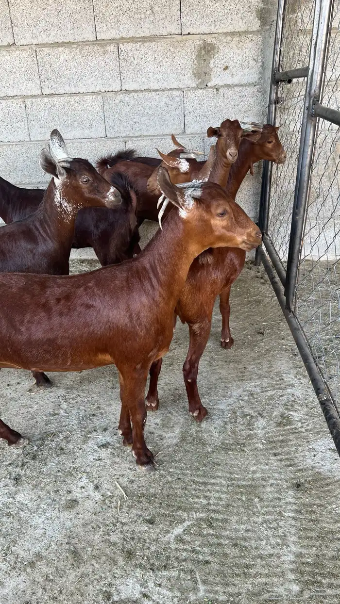 معزا دهم دبس ( تم البيع ) 2