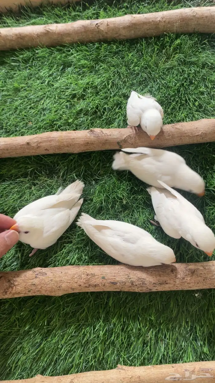 فروخ روز البينو فرخ ( تم البيع ) 8