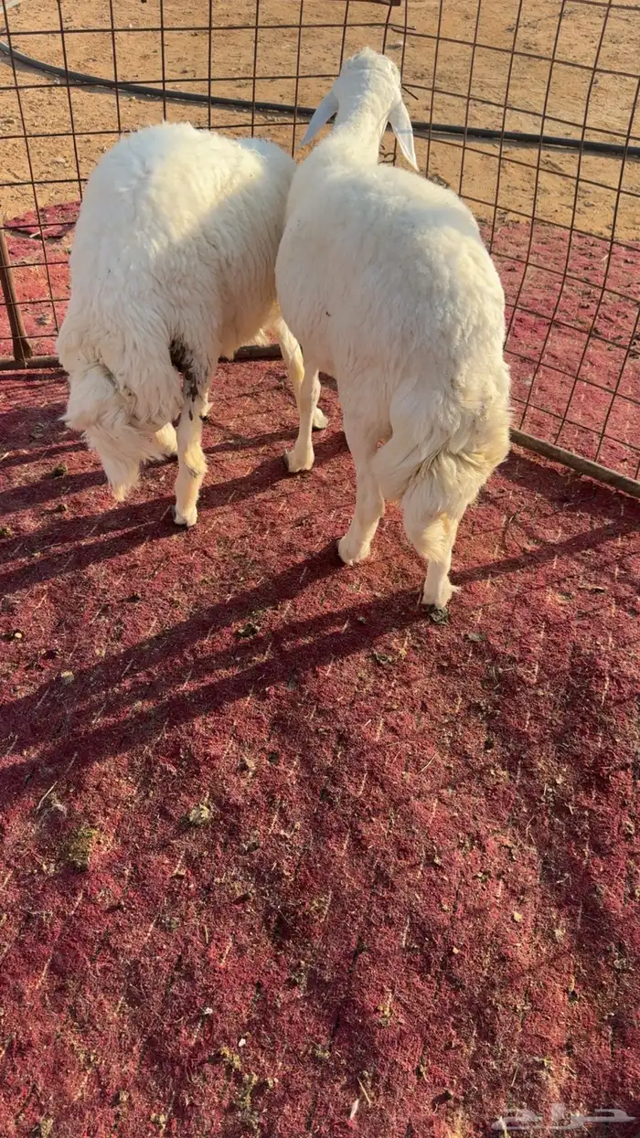 2 طليان حريه 4