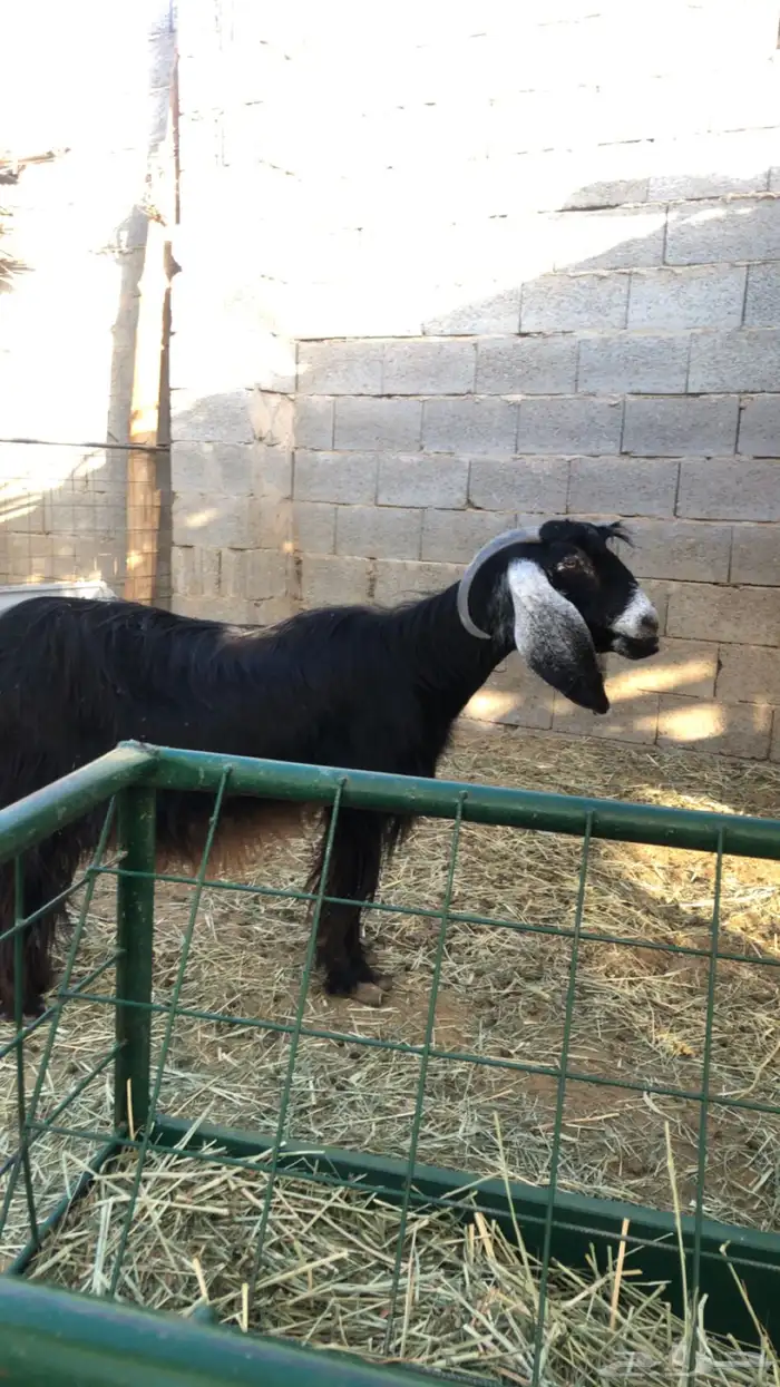 معزاء عوارض 6