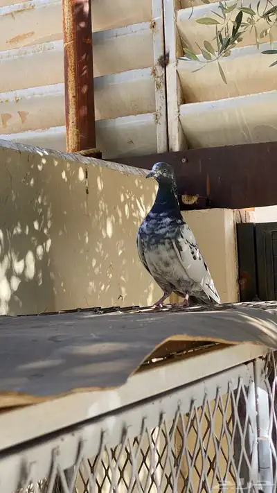 حمام بكستاني للبيع index