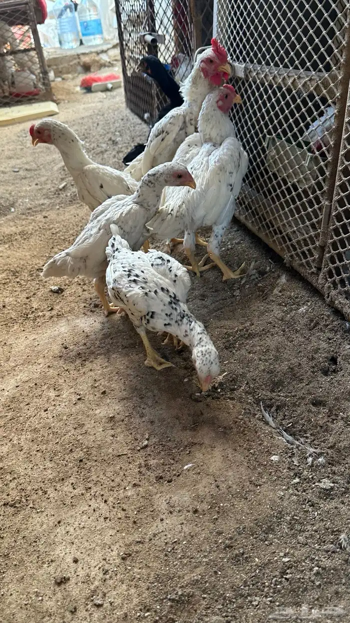 كوشامو القزم 6