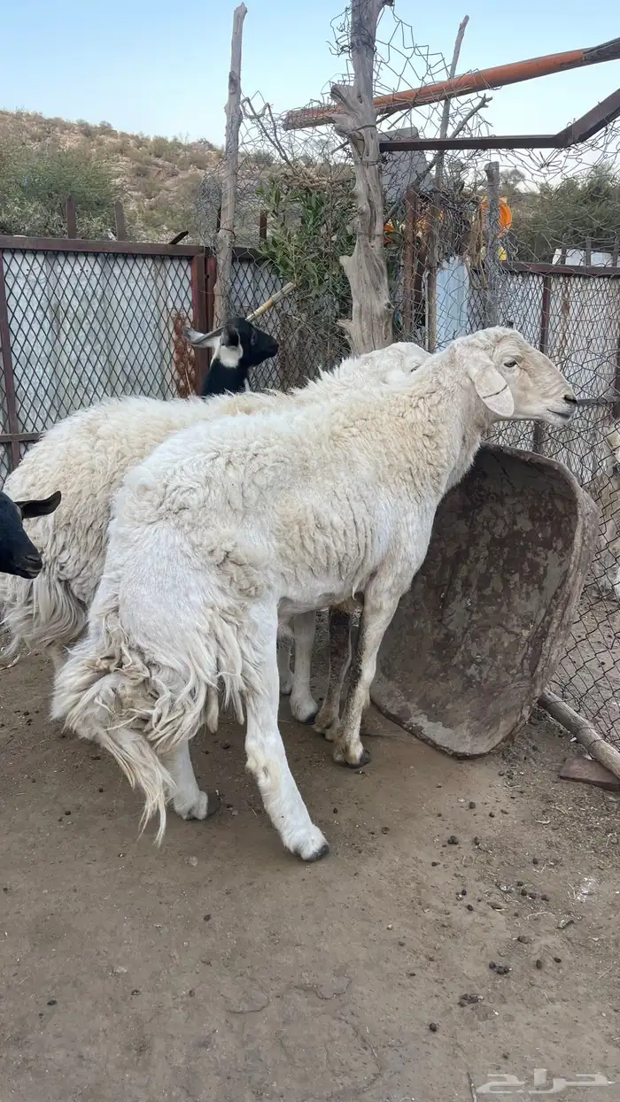 طليان فحول 1