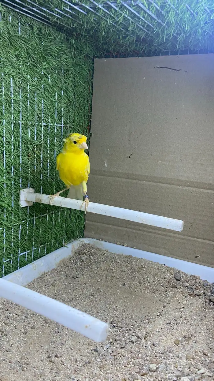 ذكر كناري تغريد( تم البيع) 0