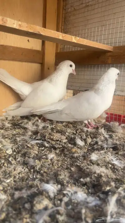 جوز صنعاني حجم صغير عداد index