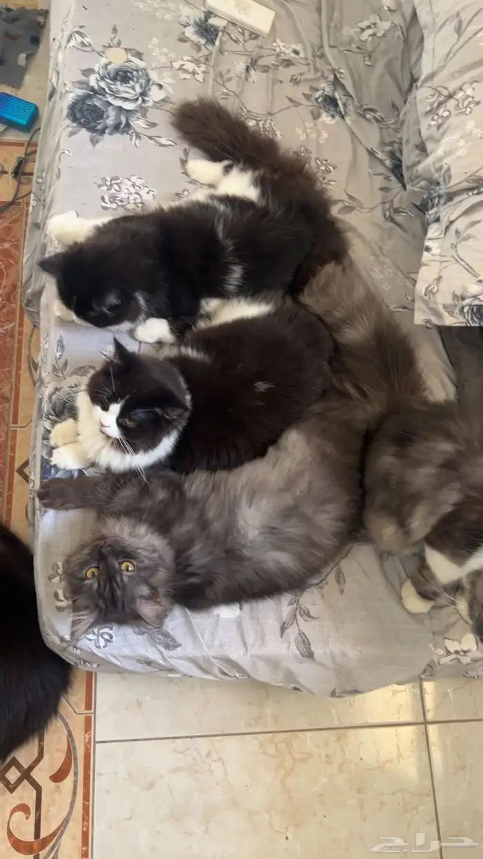 قطط للتبني 2