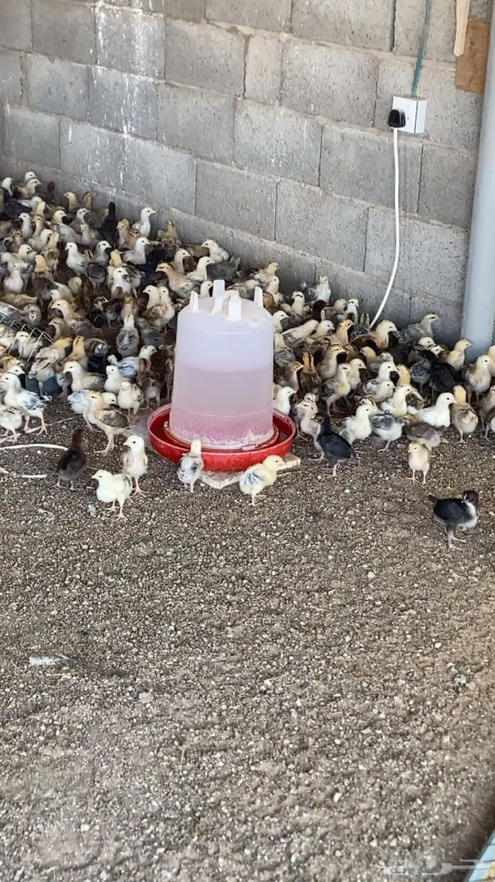 صوص دجاج بلدي 2