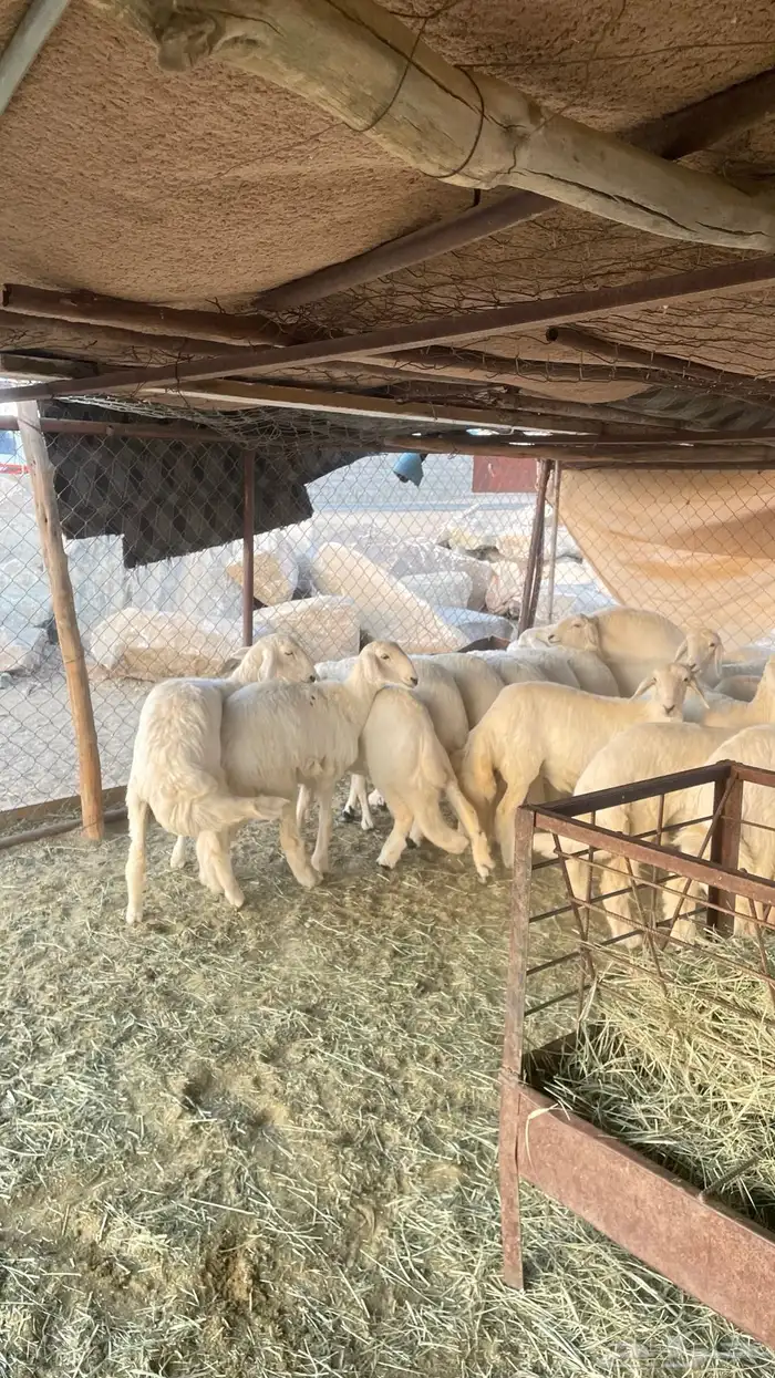 رخال صنف مقنى 2