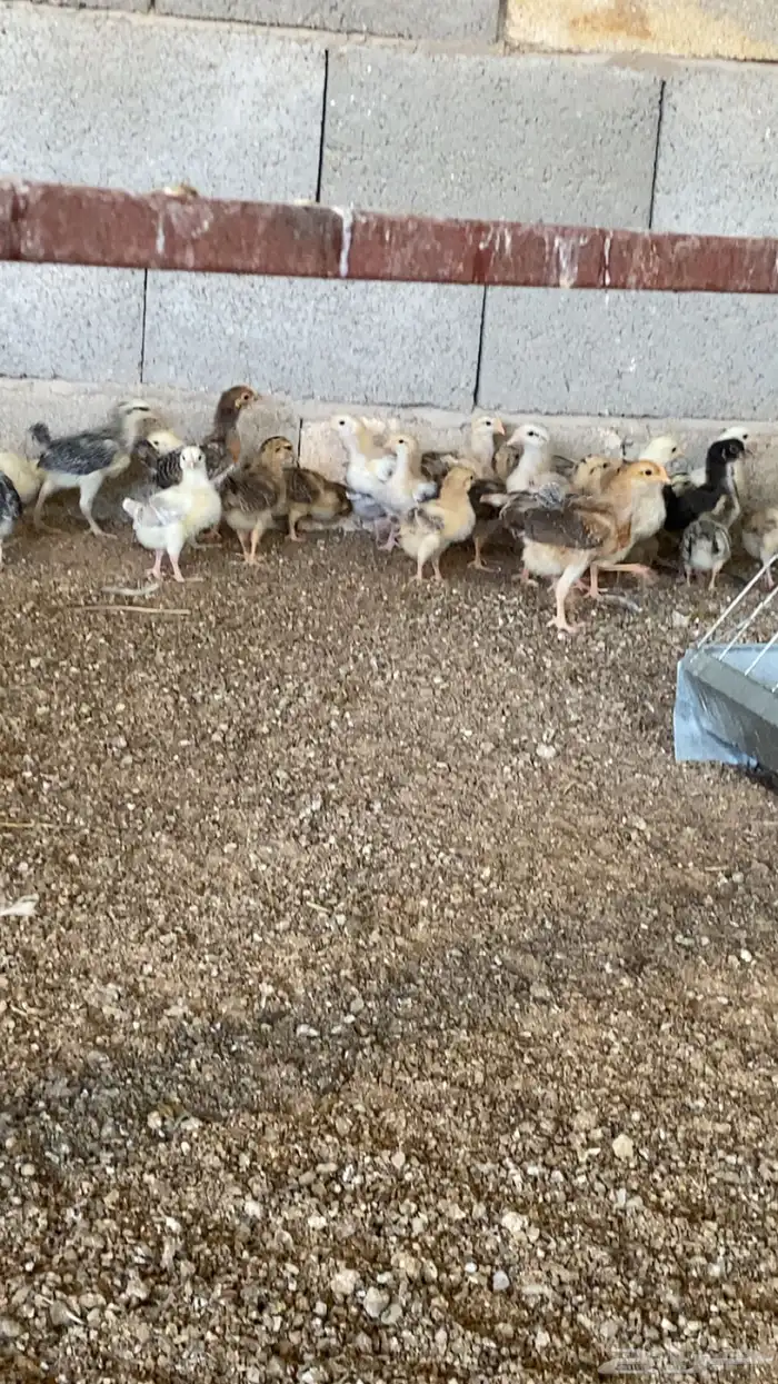 صوص دجاج بلدي 0