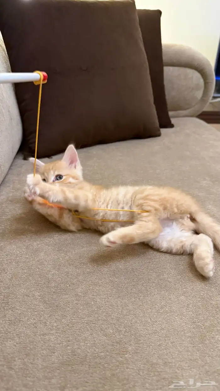 قطة سكوتش انثى للبيع 6