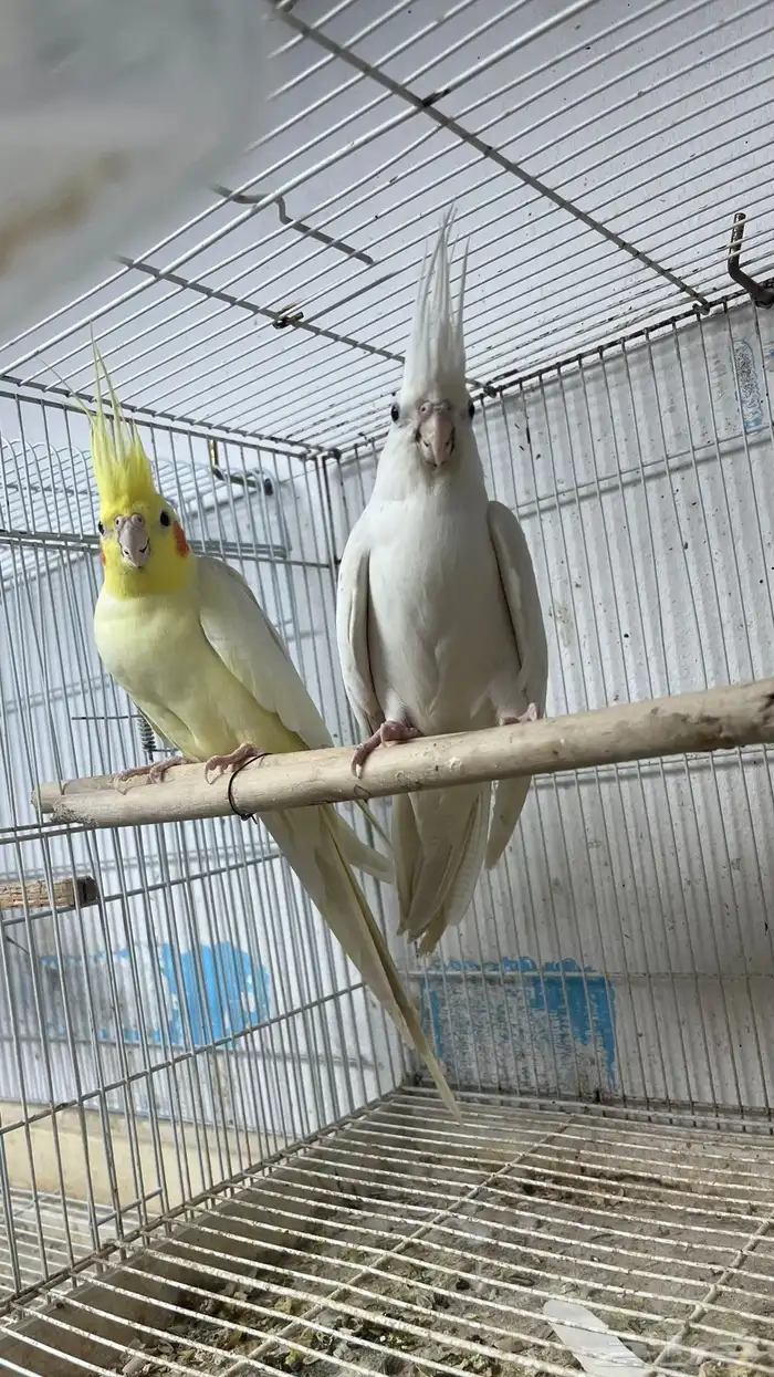 جوز كروان معه فرخ 0