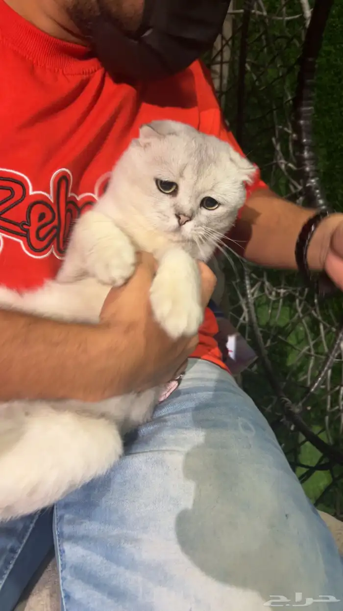 للبيع قط سكوتش فولد بيور 1