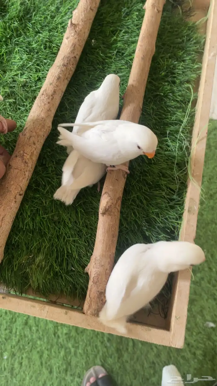 فروخ روز البينو فرخ ( تم البيع ) 2