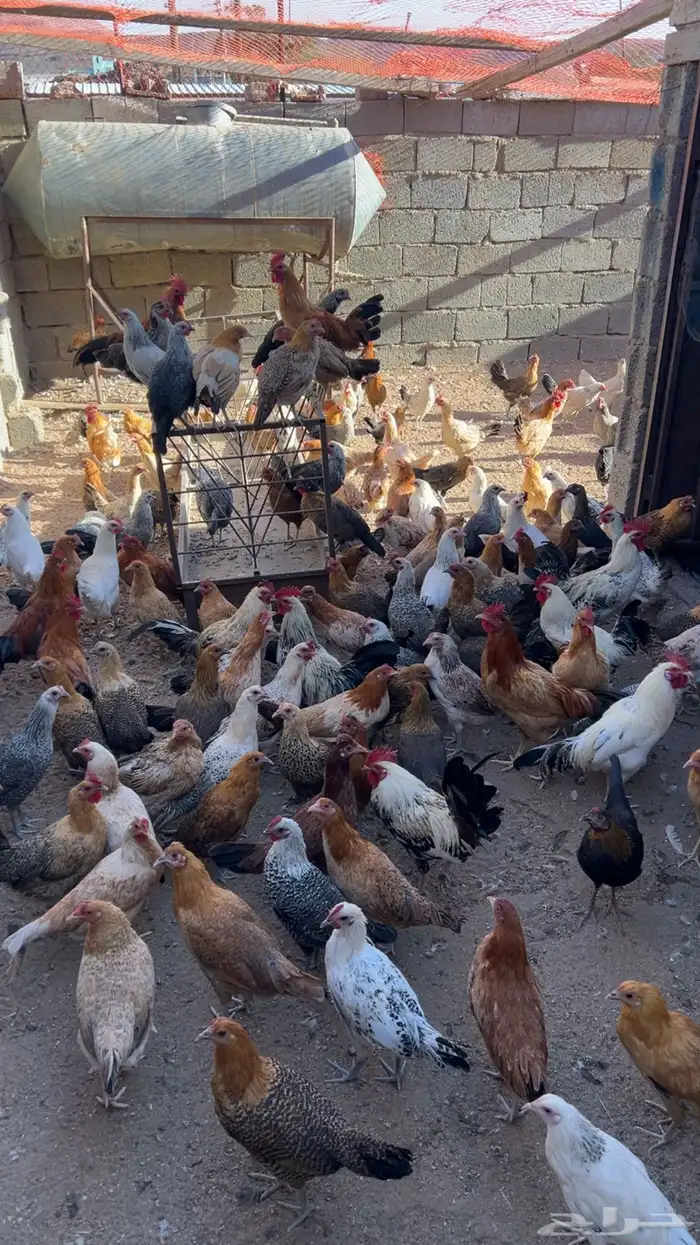 دجاج بلدي للبيع 0