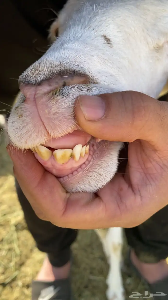 خروف 1