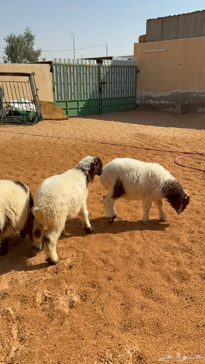 لباني نعيم العمر قريب 3 شهور 4 خرفان و2 رخال 2