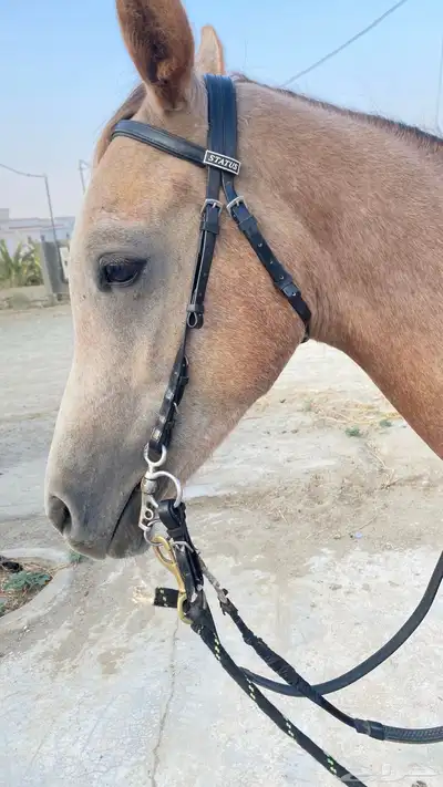 حصان معسوف العمر سنتين وسبه شهور الموقع القنفذة-بني عيسي index