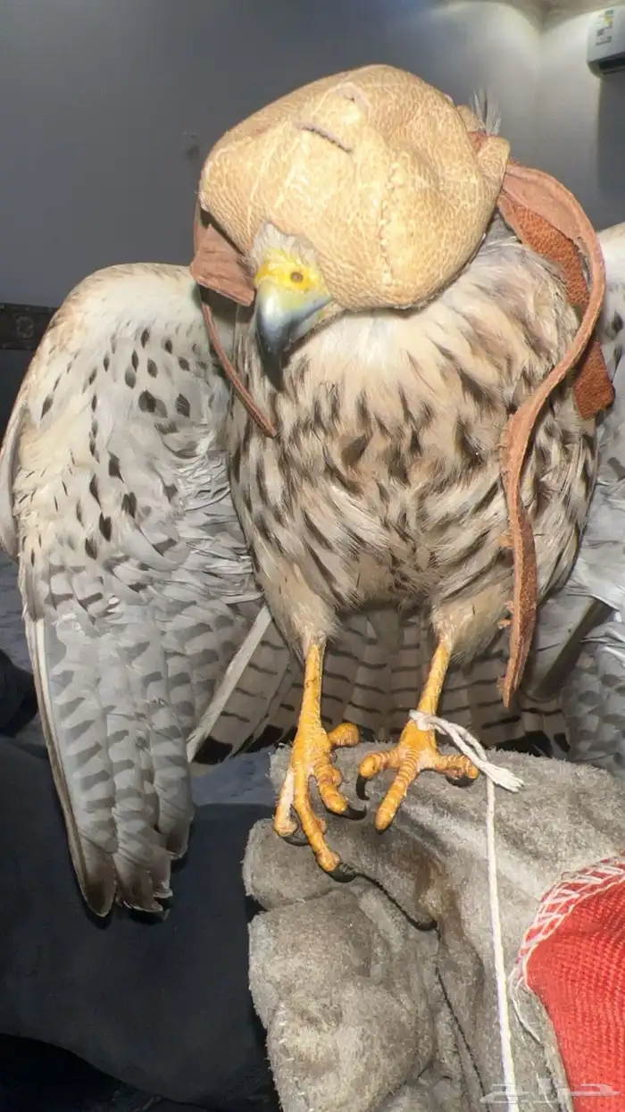 حميميجات للبيع العدد 0